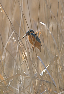 kingfisher